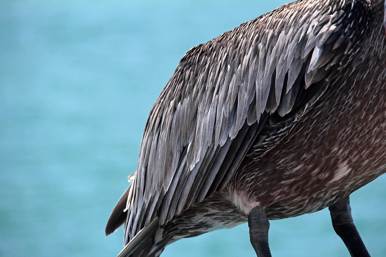 pelican  ocean  sea free photo