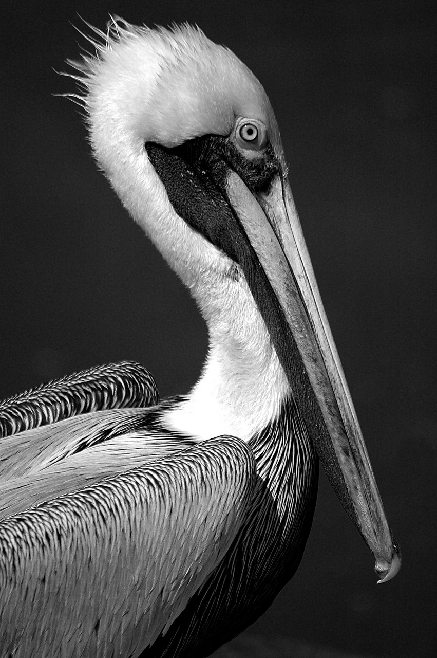 pelican  bird  avian free photo