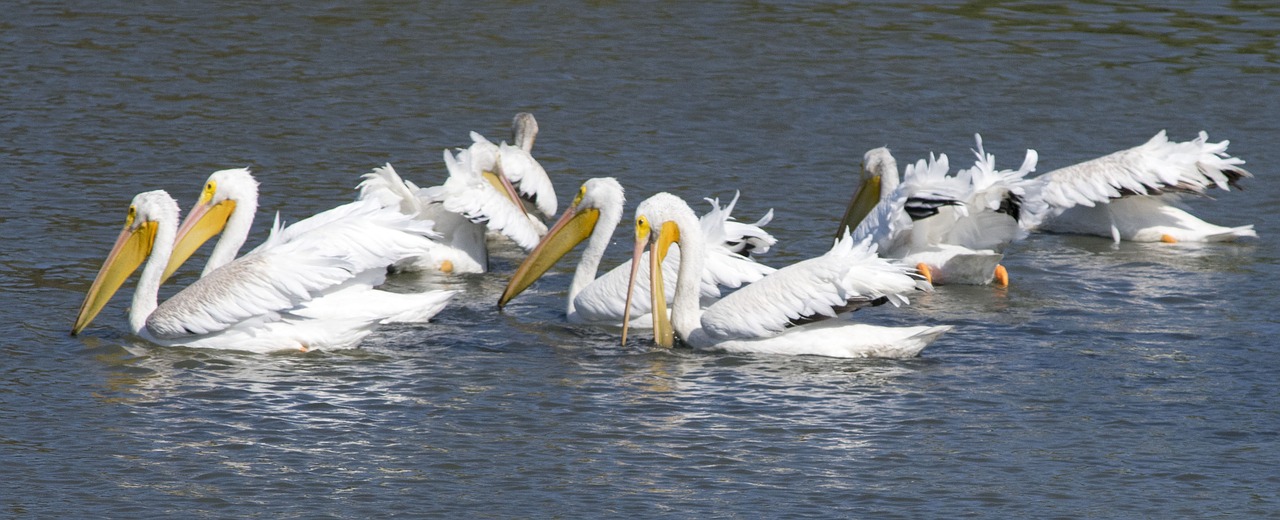 pelican  bird  waterfowl free photo