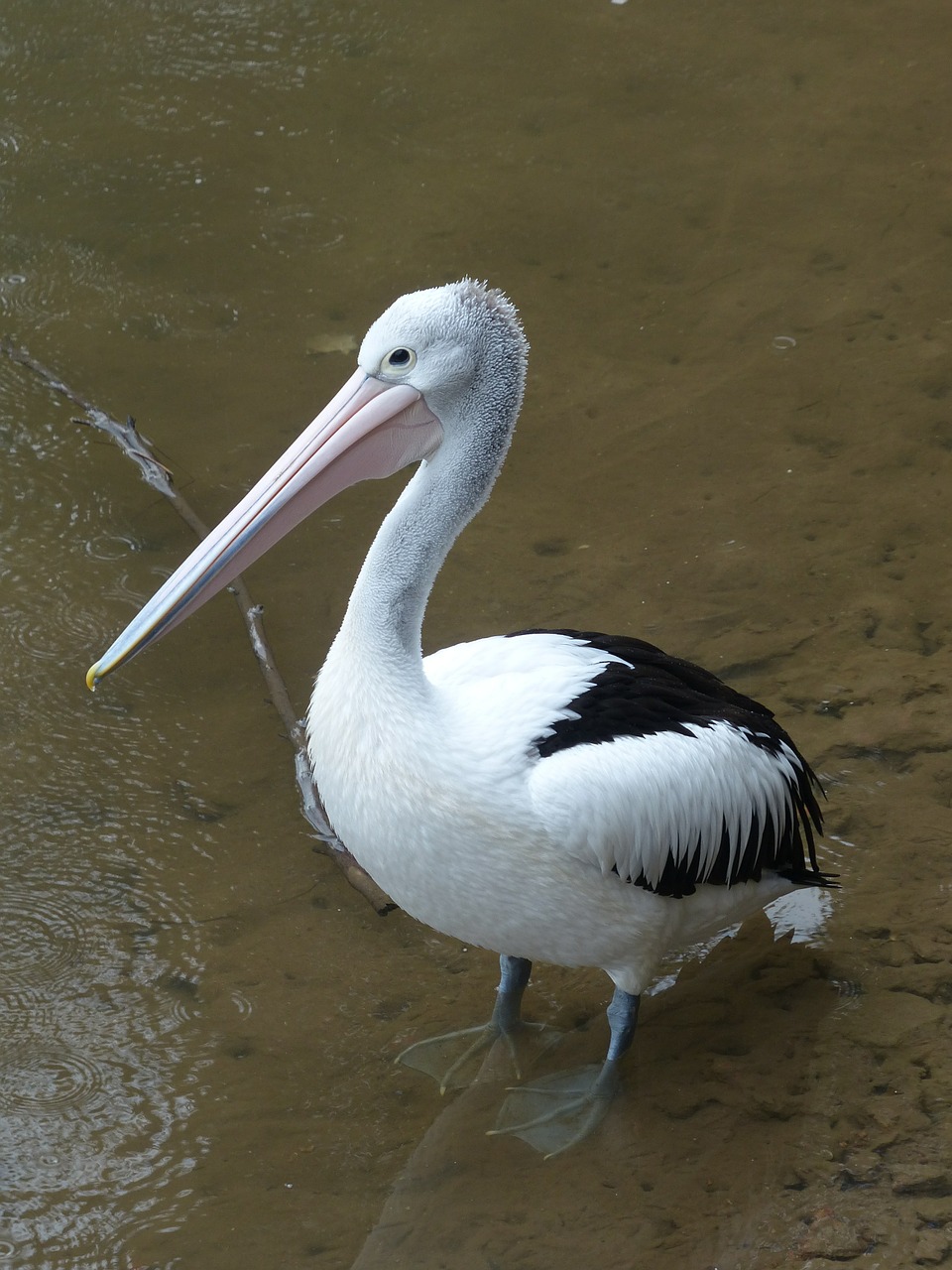 pelican australian pelican sea birds free photo