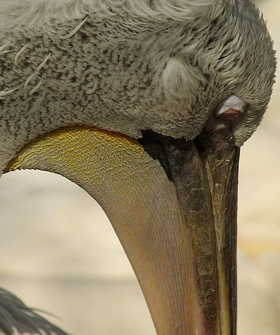 pelican head beak free photo