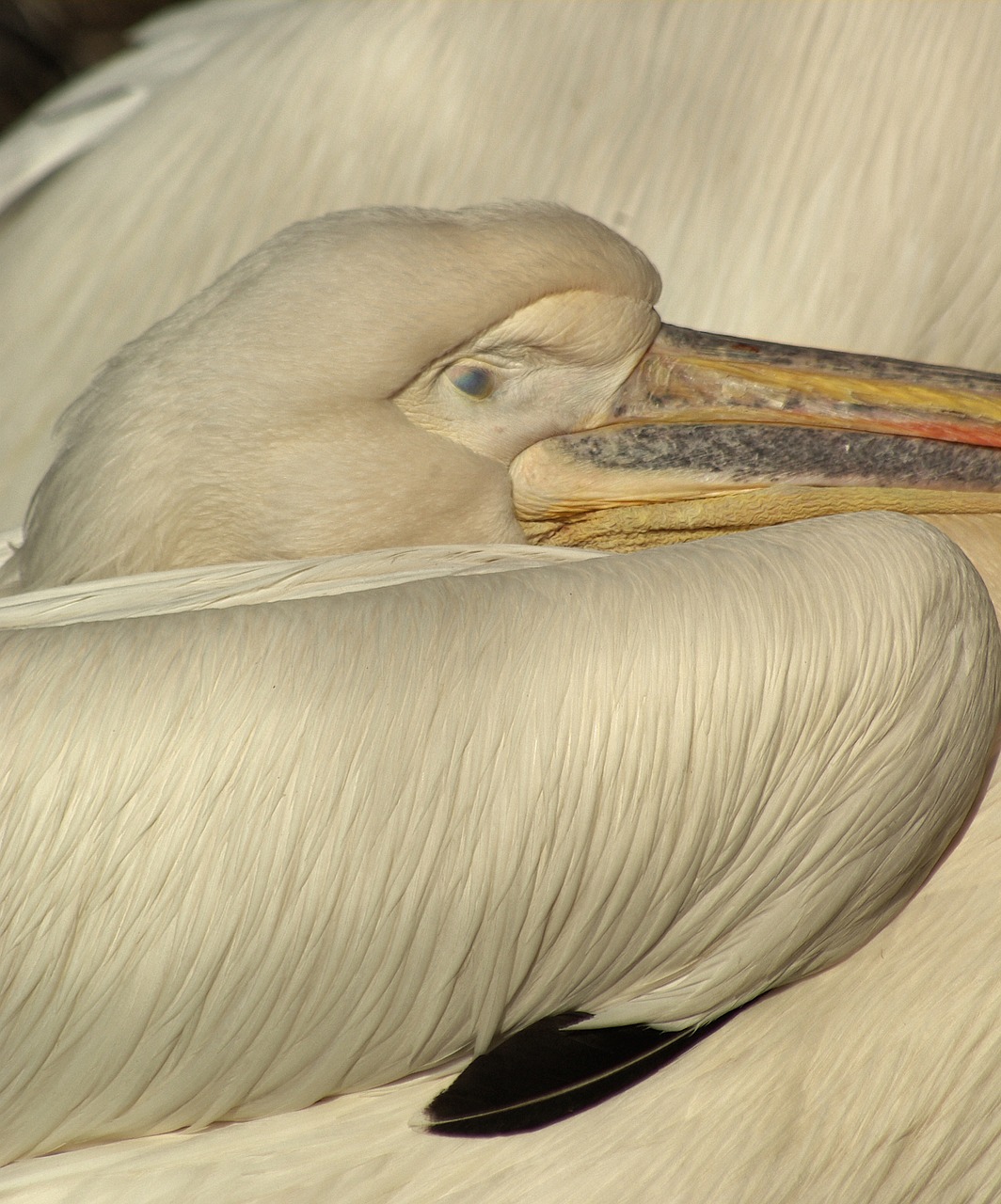 pelican head beak free photo