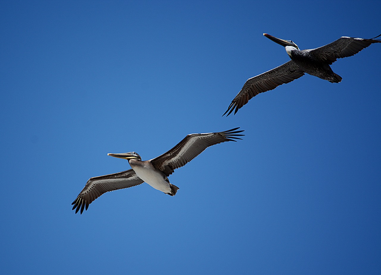 pelican  wildlife  bird free photo