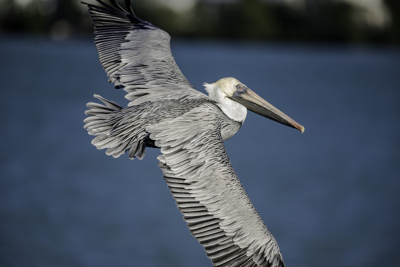 pelican  flying  wings free photo