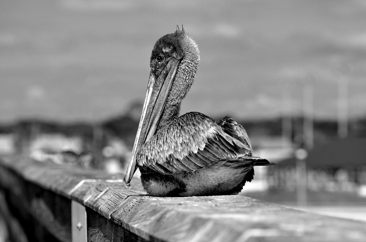 pelican  wildlife  bird free photo