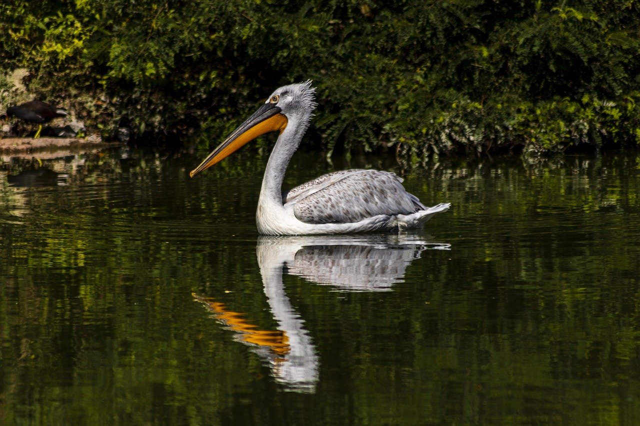 pelican  bird  zoo free photo