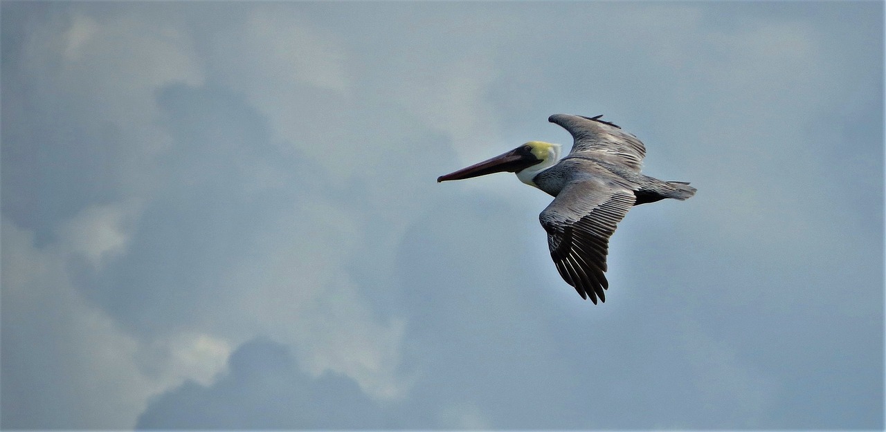 pelican  flying  bird free photo