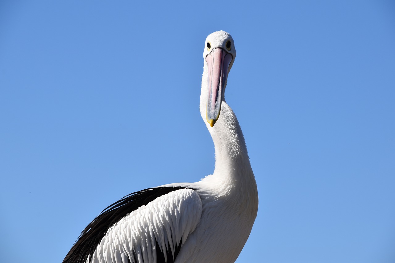 pelican  nature  bird free photo