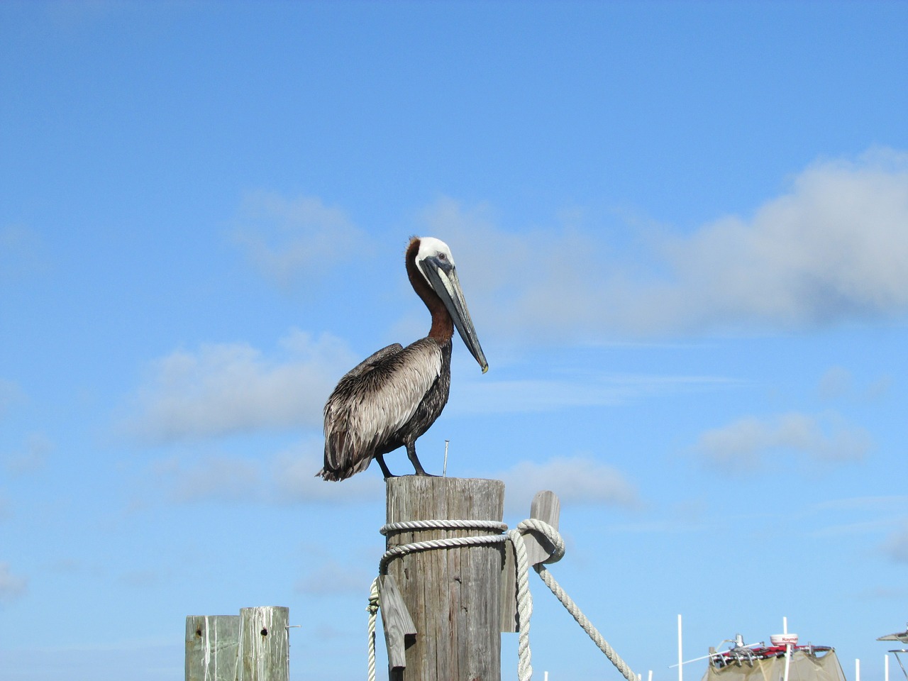 pelican gulf coast alabama free photo