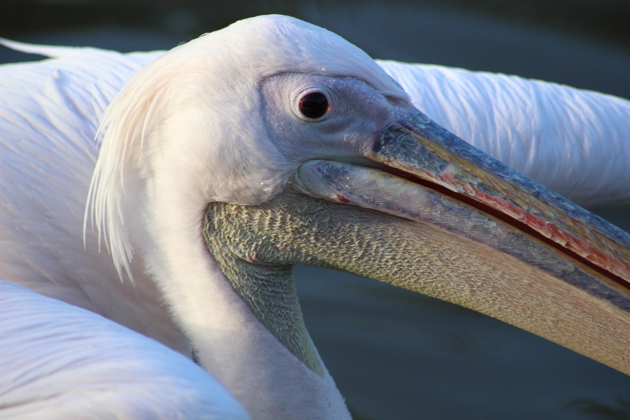 pelican  bird  beak free photo