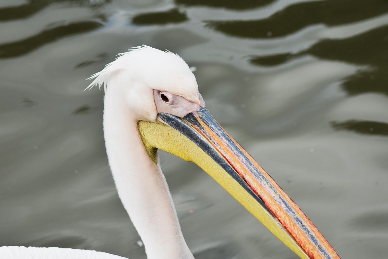 pelican  animal  beak free photo