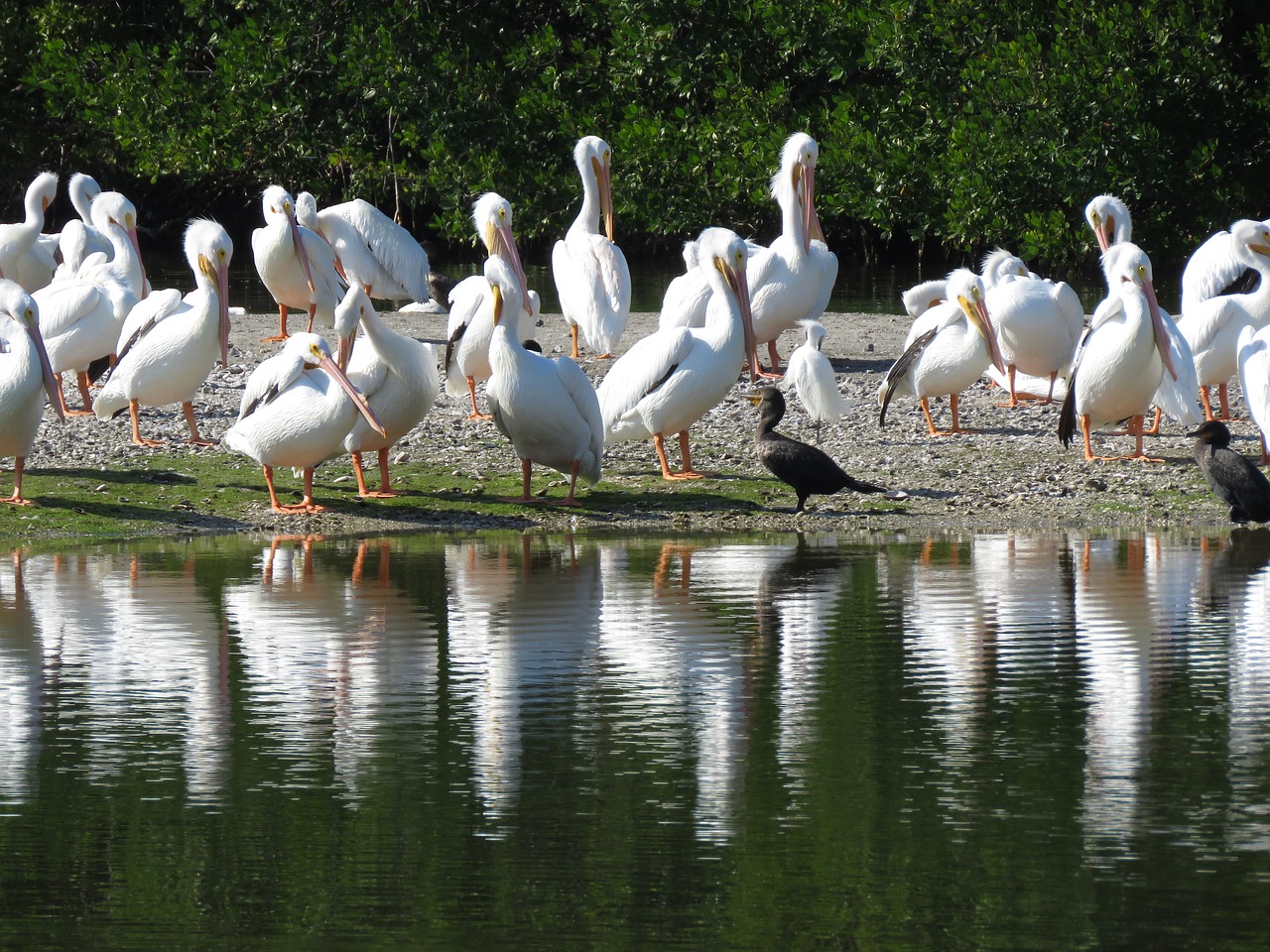 pelican  bird  florida free photo