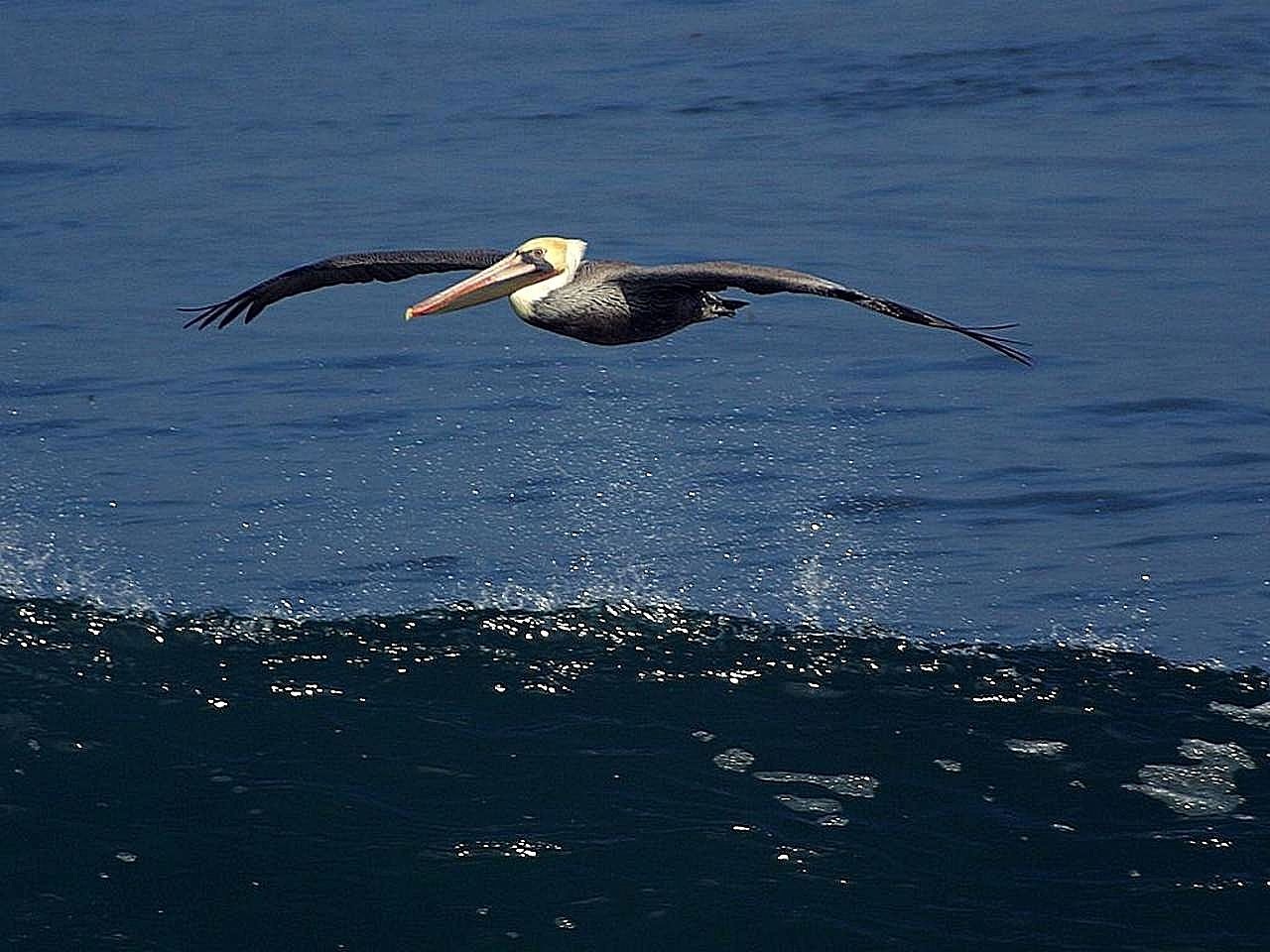 pelican birds animals free photo