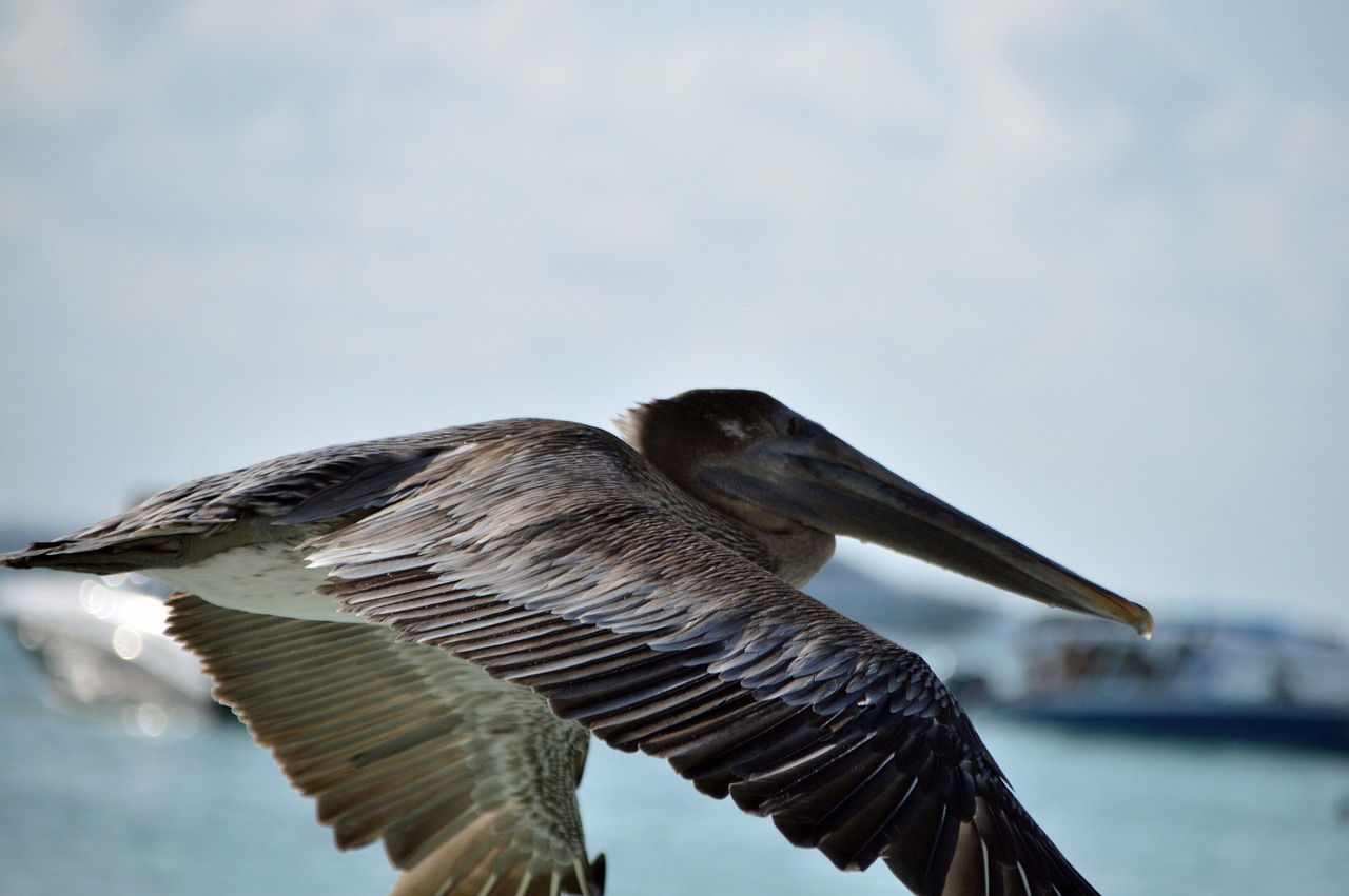 pelican  ave  portrait free photo