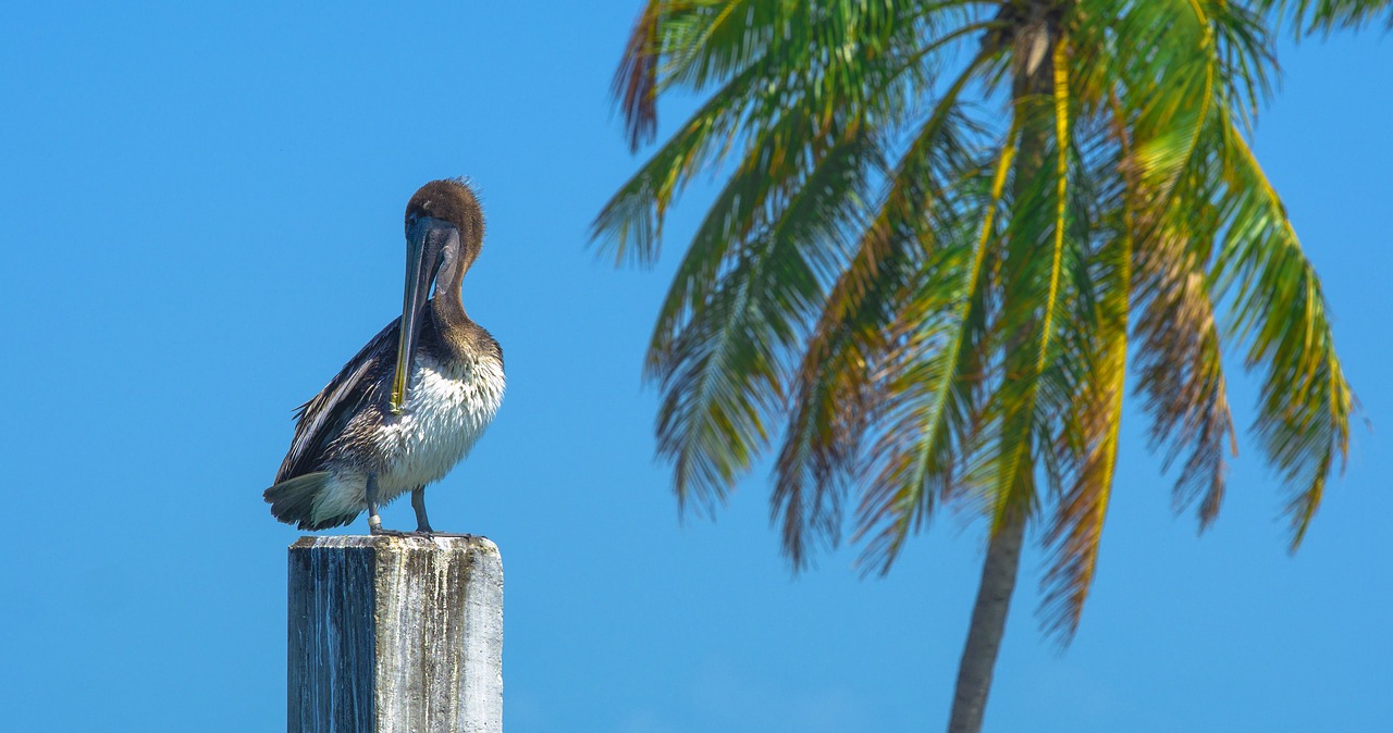 pelican  post  resting free photo