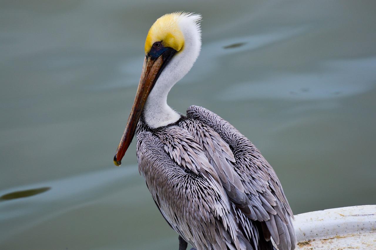 pelican  sea  plumage free photo