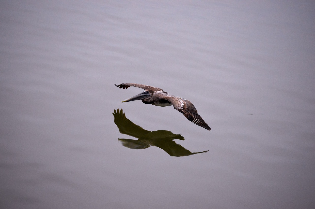 pelican  sea  ocean free photo