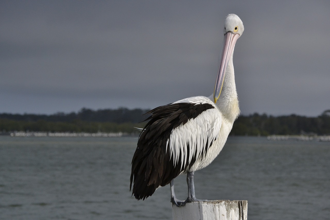pelican  seabird  wildlife free photo