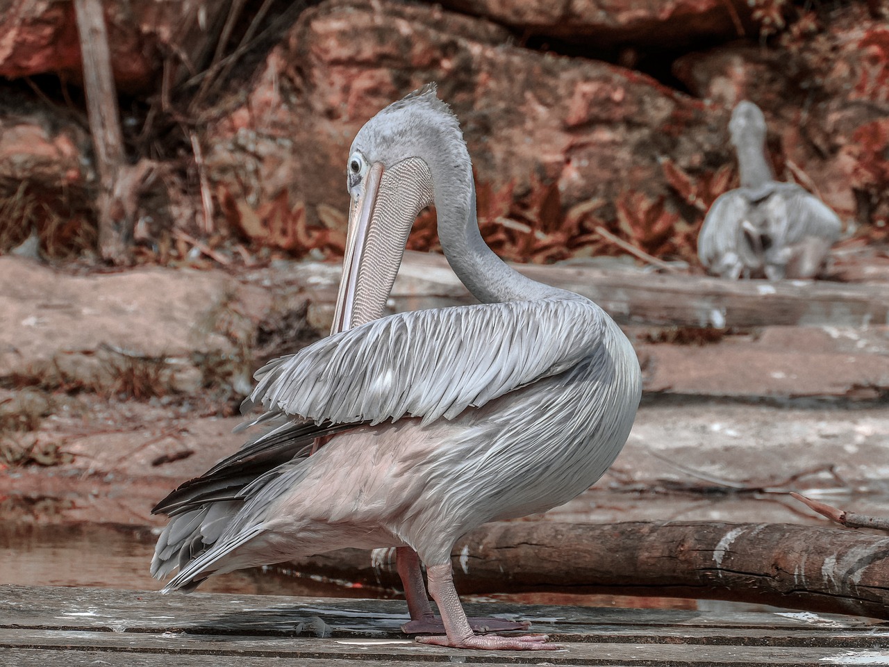 pelican  nature  wildlife free photo