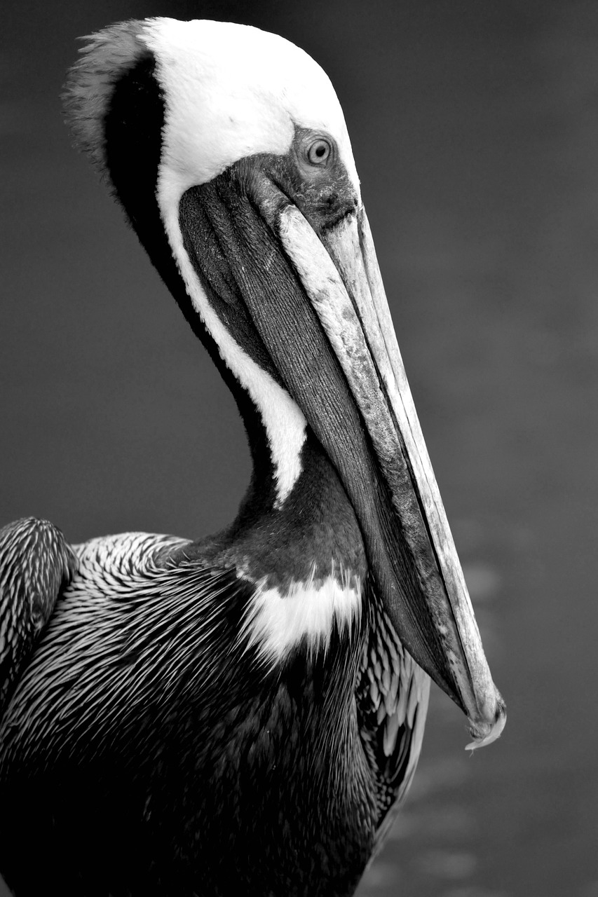 pelican  wildlife  avian free photo