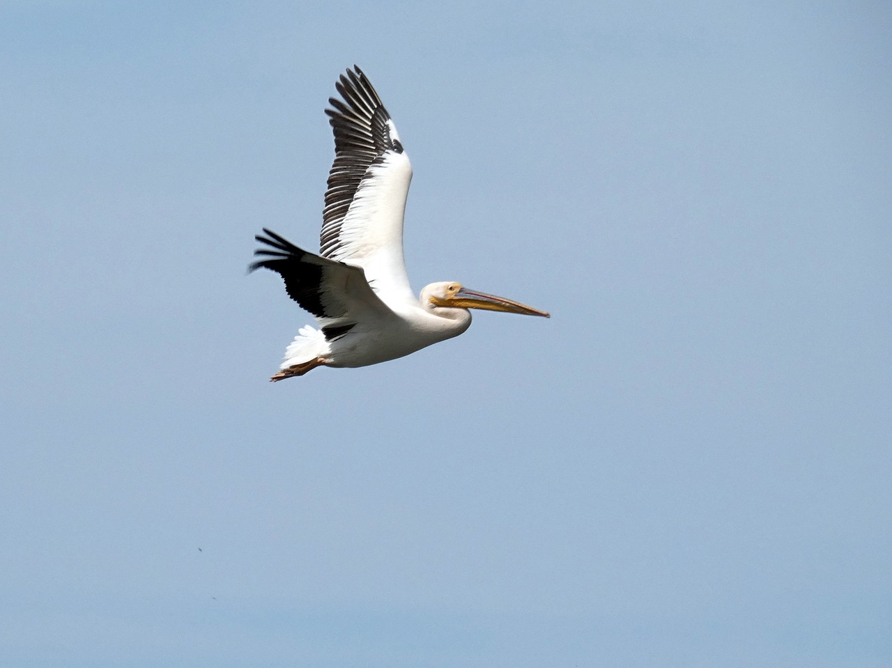 pelican  flight  pelecanus free photo