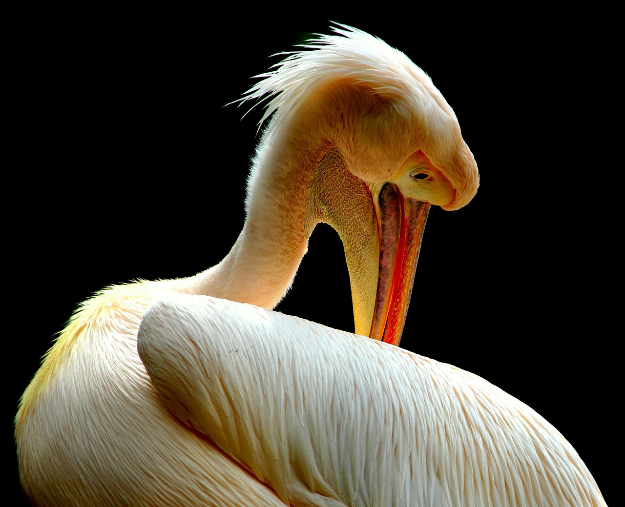 pelican birds nature free photo