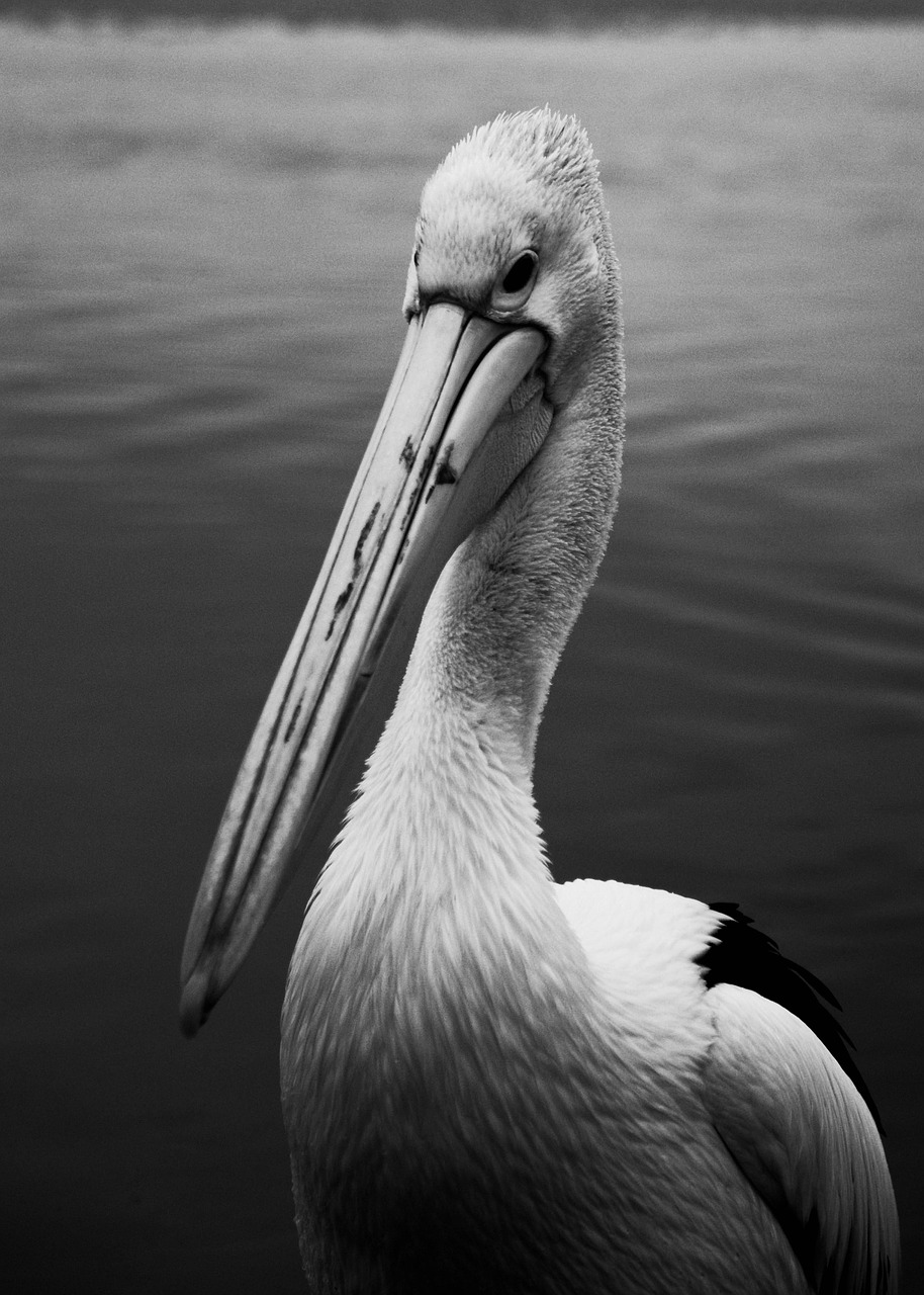 pelican  bird  beach free photo