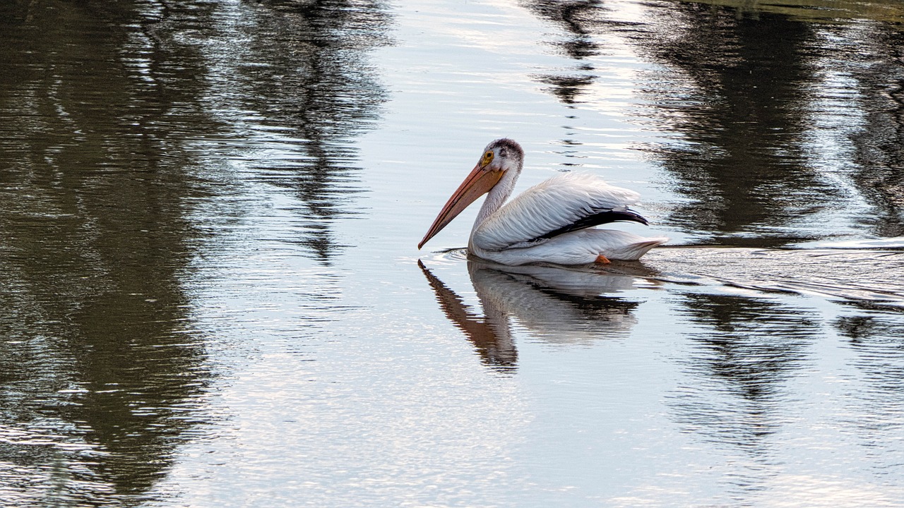pelican  birds  water free photo