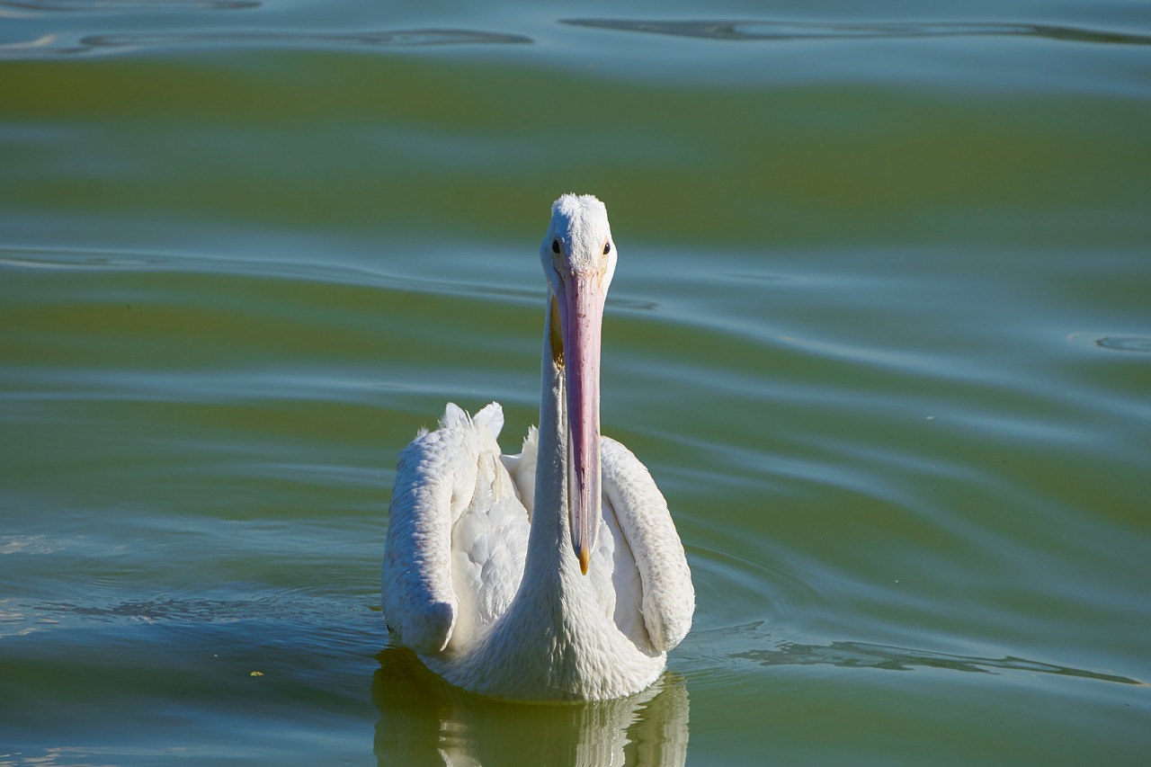 pelican  chapala  lake free photo