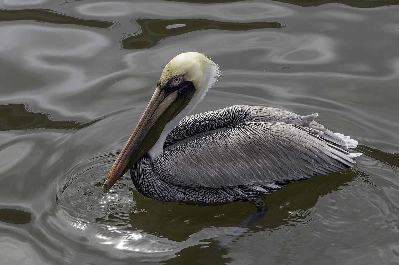 pelican  bird  water free photo