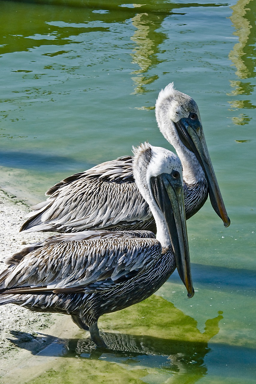 pelican  brown pelican  wading free photo