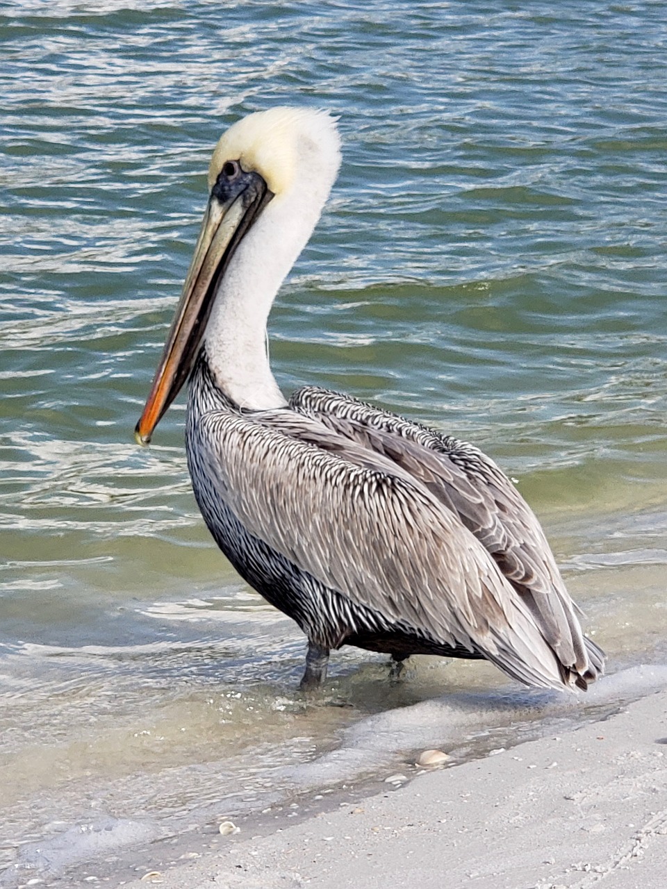 pelican  naples  nature free photo