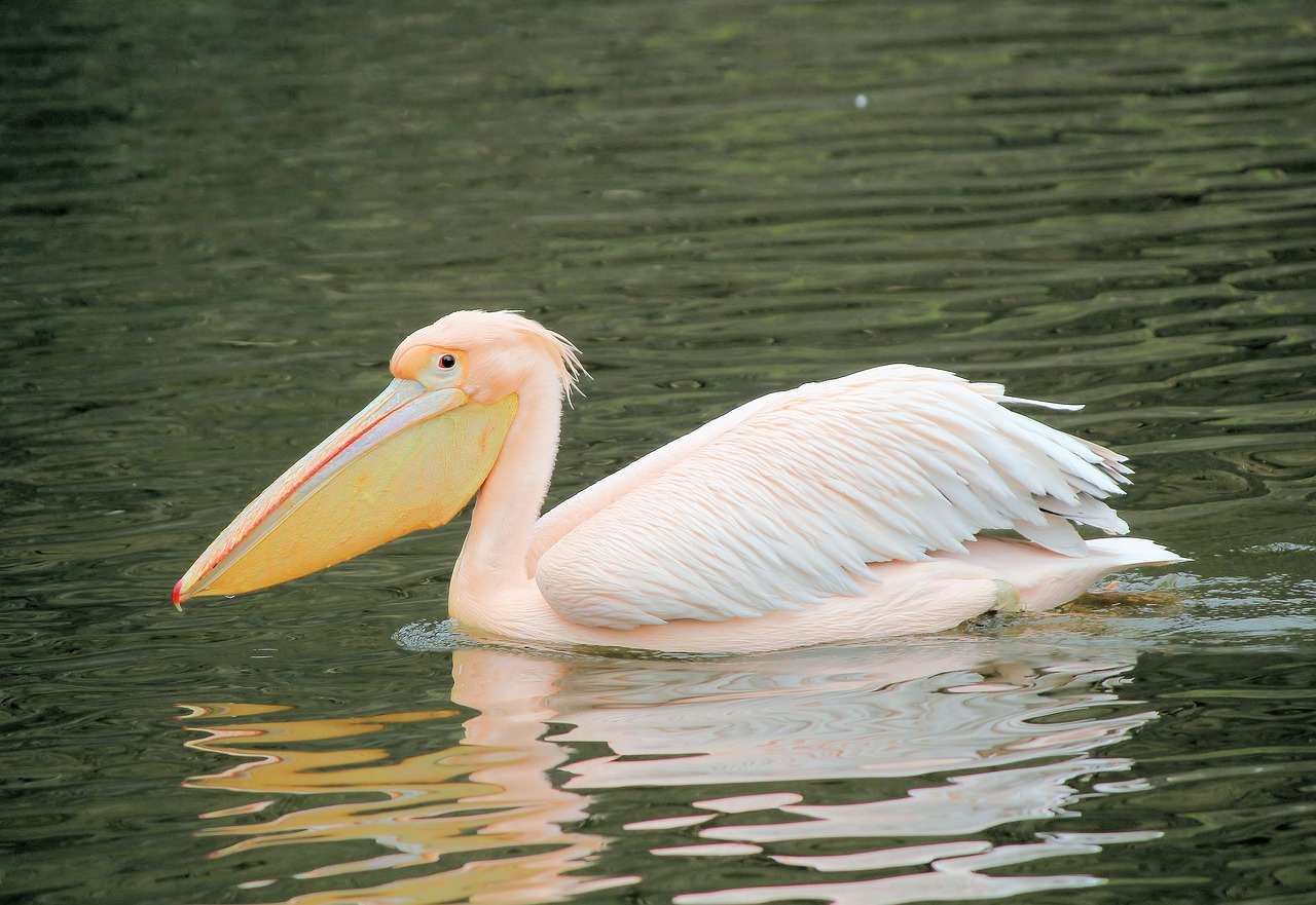 pelican  pink  bird free photo