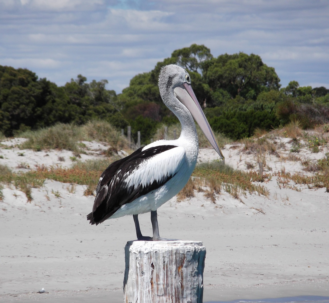 pelican beach australia free photo