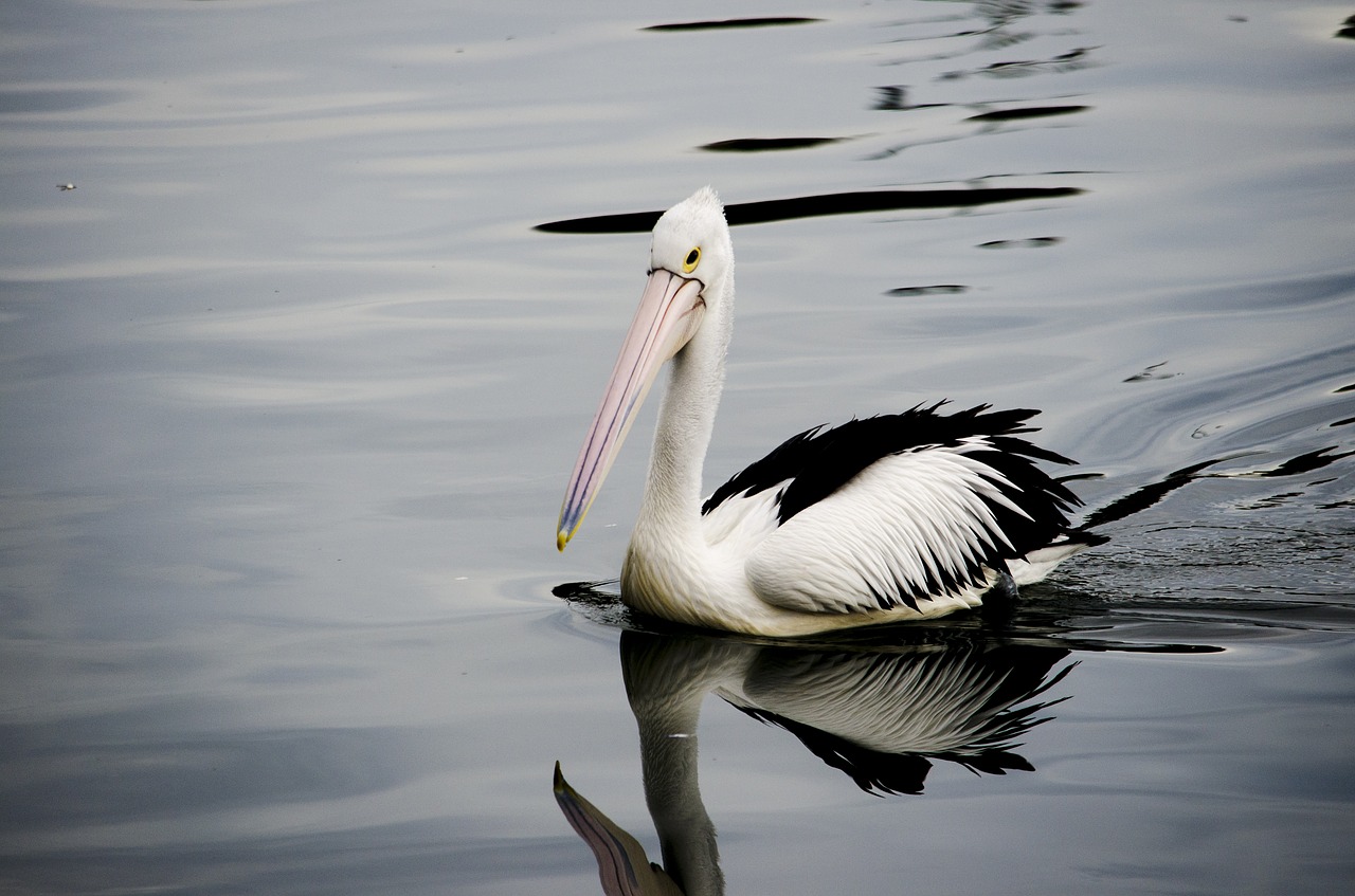 pelican bird swim free photo