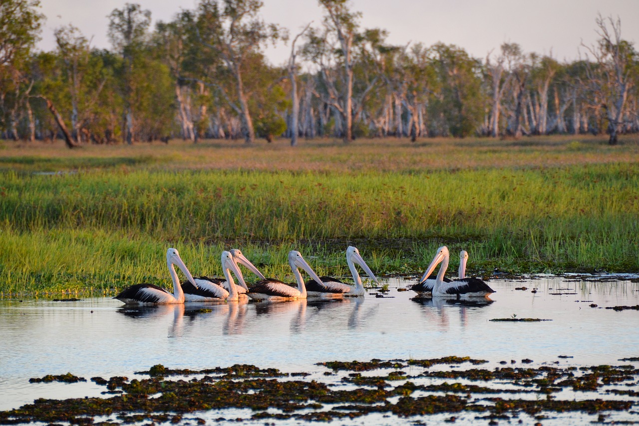 pelican  wetlands  kakadu free photo