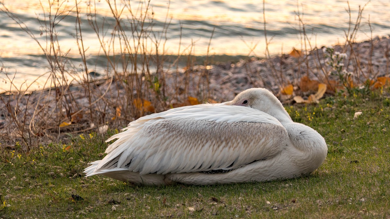 pelican  napping  water free photo