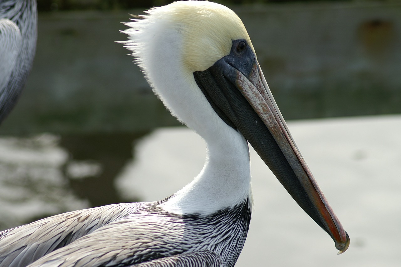 pelican bird aves free photo