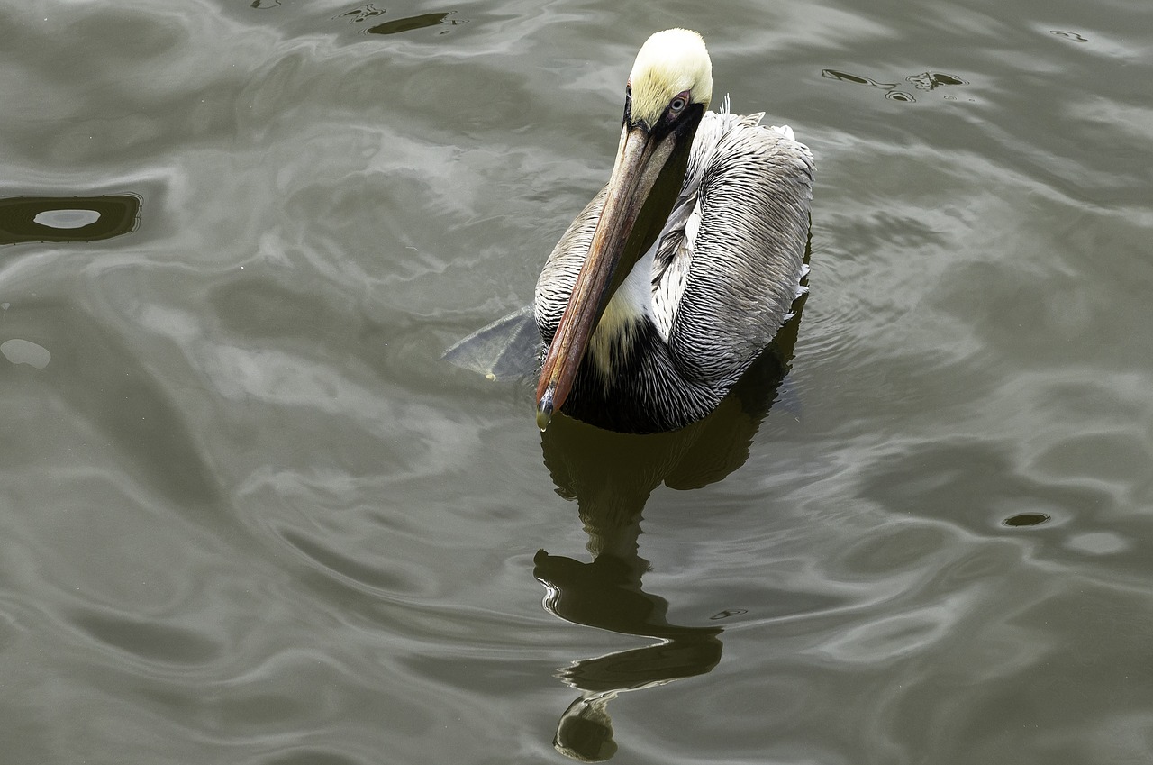 pelican  water  bird free photo