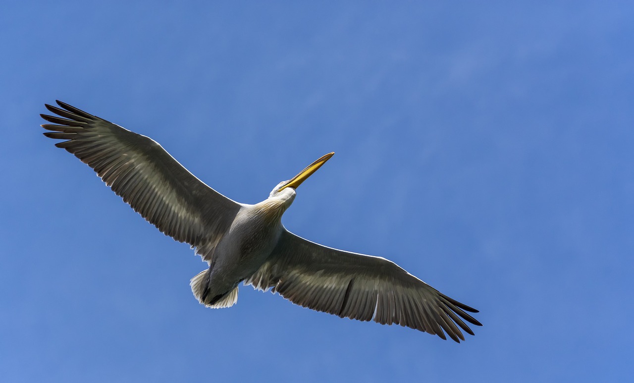 pelican  nature  wildlife free photo