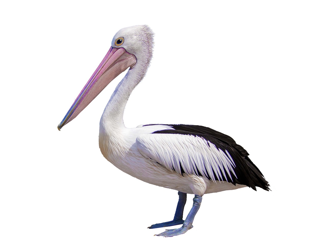 pelican  seabird  wildlife free photo