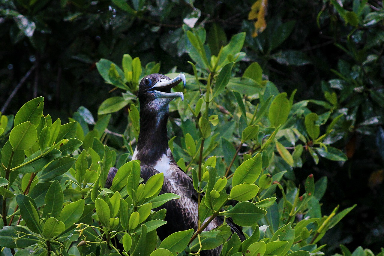 pelican  bird of sea  seagull free photo