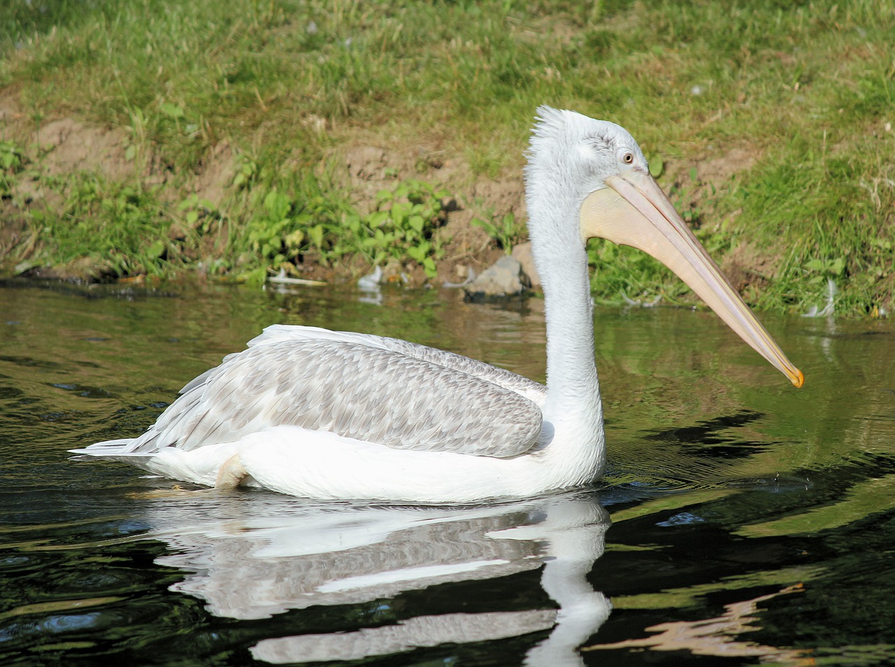 pelican  bird  water free photo