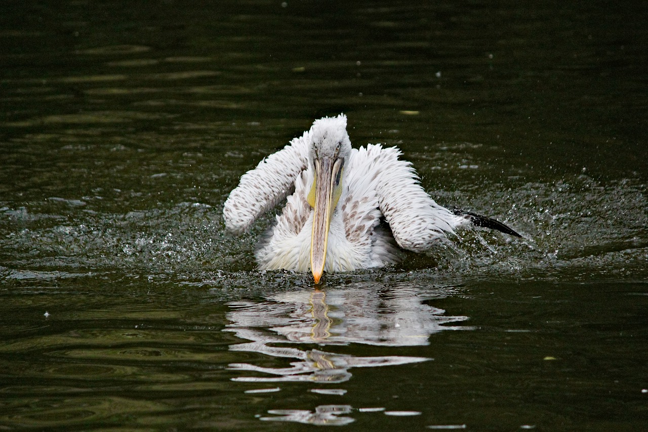 pelican  bird  water free photo