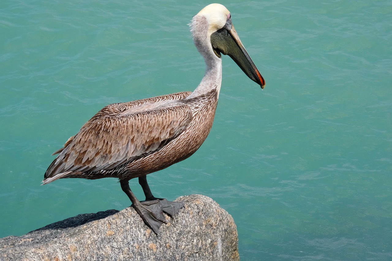 pelican  ocean  bird free photo