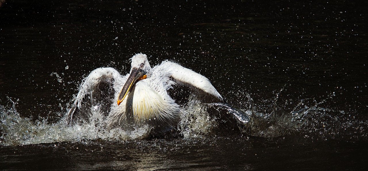 pelican  bird  feather free photo