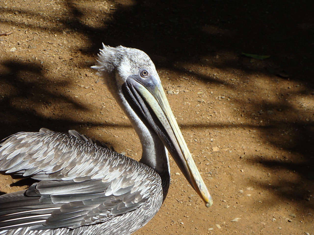 pelican ave animal free photo