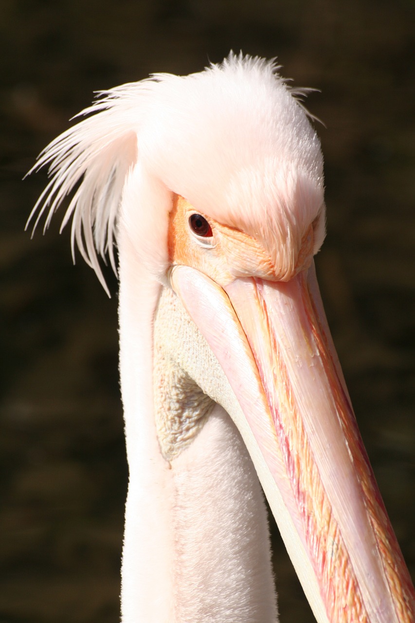 pelican pink beak free photo