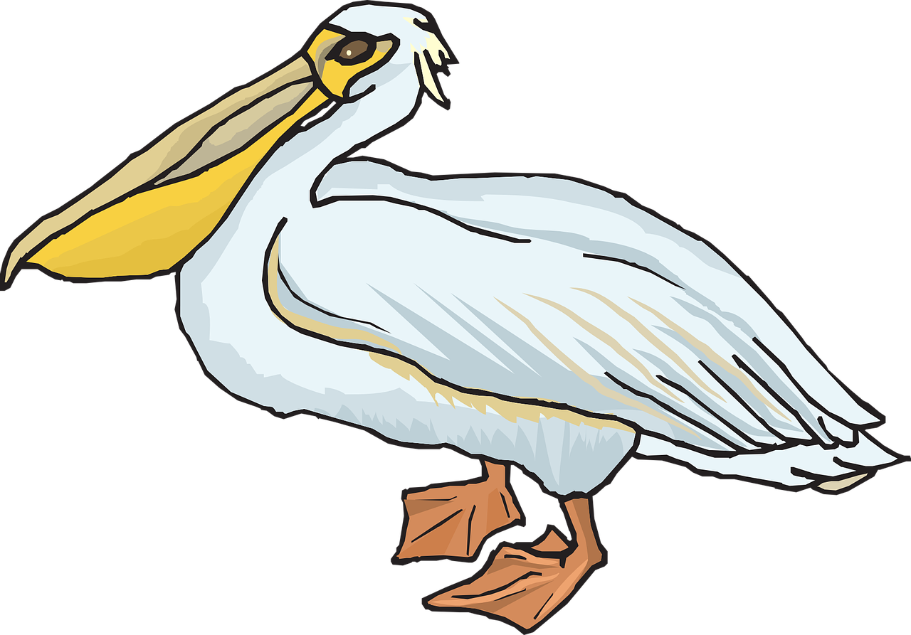 pelican seabird pouch free photo