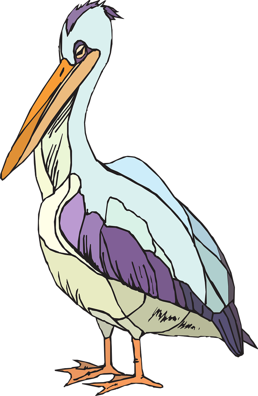 pelican seabird pelecanus erythrorhynchos free photo
